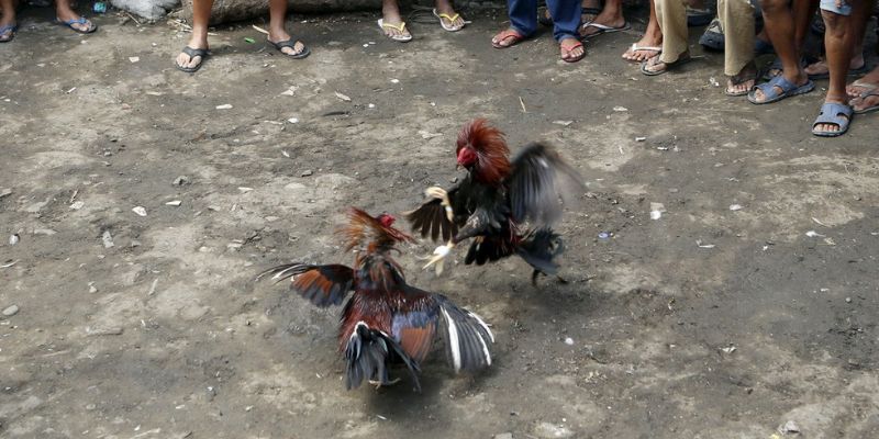 Thông tin chung về thể loại đá gà tại Phillippines